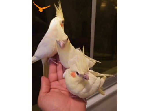 Yavru ve yetişkin sultan papağanları 