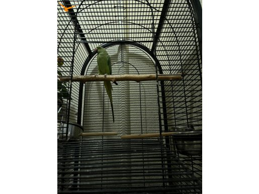 Evcil Pakistan papağanı 