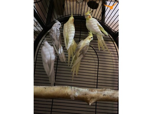 Yetişkin erkek ve dişi sultan papağanları