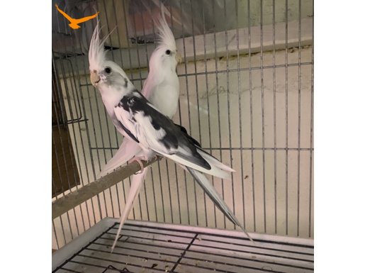 Eş sultan papağanları 