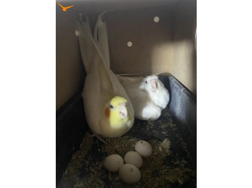 25 takım sultan papağan toplu görüşülür