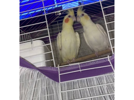 Sultan Papağanları