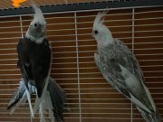 Ev üretimi yavru ve yetişkin sultan papağanı 