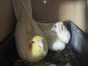 25 takım sultan papağan toplu görüşülür