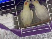 Sultan Papağanları