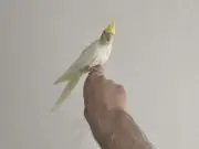 Bebek Sultan papağanı 