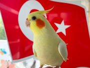 Konuşan ve yavru sultan papağanları 