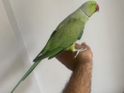 Konuşan Pakistan papağanı