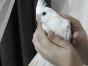 Bebek sultan papağanı evcil 