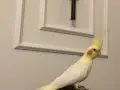 Yeni yeme düşmüş bebek sultan paağanı