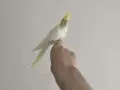 Bebek Sultan papağanı 