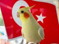 Konuşan ve yavru sultan papağanları 