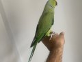 Konuşan evcil  Pakistan papağanı Evcil