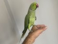 Konuşan Pakistan papağanı