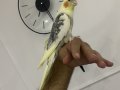 Konuşan sultan papağanı