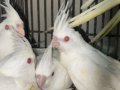Kırmızı gözlü bebek Albino sultan papağanı