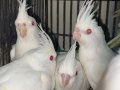 Kırmızı gözlü bebek Albino sultan papağanı
