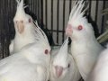 Kırmızı gözlü bebek Albino sultan papağanı