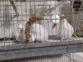 Bebek sultan papağanı evcil 