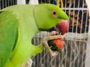 Yavru Pakistan Papağanı 