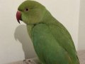 Yavru Pakistan Papağanı 
