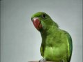 Bebek Pakistan papağanı yavrusu 