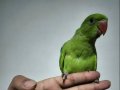 Bebek Pakistan papağanı yavrusu 