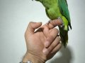 Bebek Pakistan papağanı yavrusu 