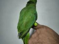 Bebek Pakistan papağanı yavrusu 