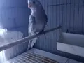 Yavru sultan papağanı ev üretimi 3 aylik evcil ısırma yok
