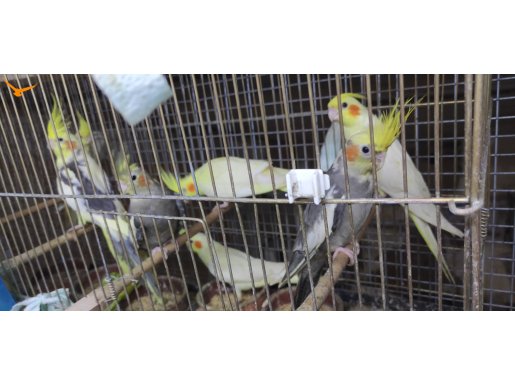 El besleme sultan papağanları 