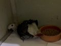 Yavru Jako el besleme gri Afrika papağanı