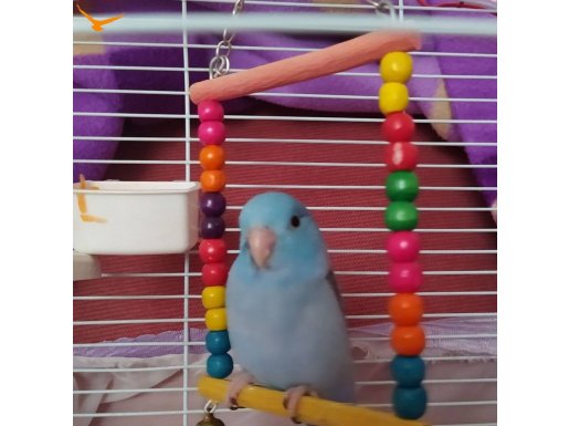 Yavru forpus papağanı 