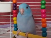 Yavru forpus papağanı 