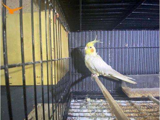 2 çift sultan papağanı yavru alınmıştır-- kafesi ve yavruluk