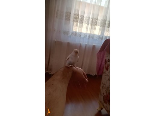 Ele kola gelen yapışık ayrılmayan kizimiz bulut