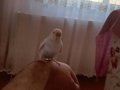 Ele kola gelen yapışık ayrılmayan kizimiz bulut