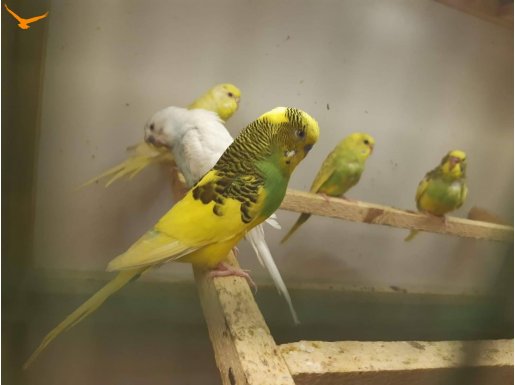 Adrese teslim muhabbet kuşu