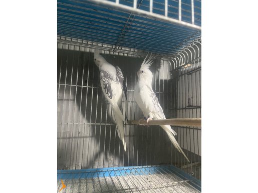 Yavru yumurta garanti takımlar ev üretimi 