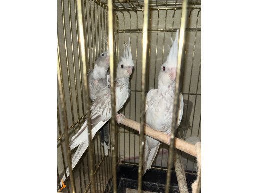 Yeni yeme düşmüş bebek sultan papağanları
