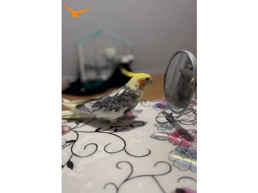 Konuşan evcil sultan papağanı 