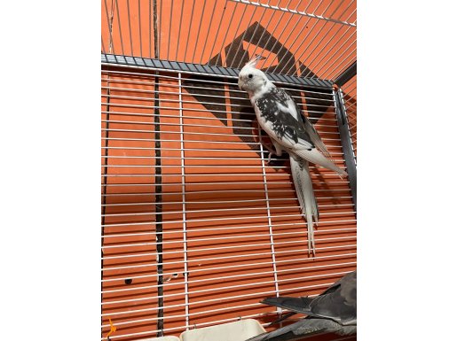 Evcil sultan papağanı kalp desenli 