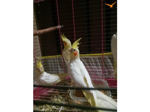 45 60 günlük bebek sultan papağanları 