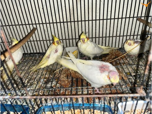 Yemi yeme düşen bebek sultan papağanları 