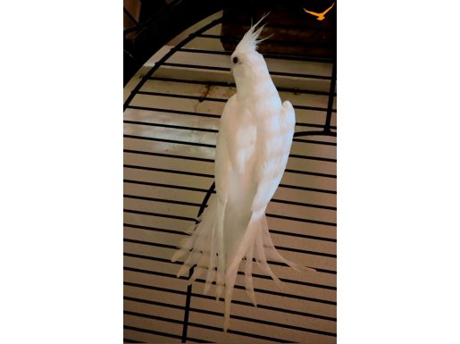 Ev üretimi sulta. Papağanları 