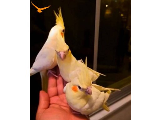 Tamamen evcil sultan papağanları Yavru ve yetişkin