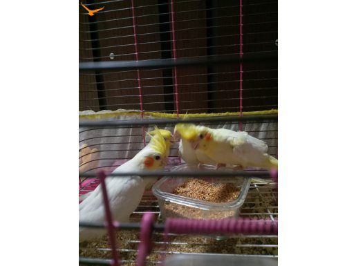 Evcil sultan papağanı yavruları 