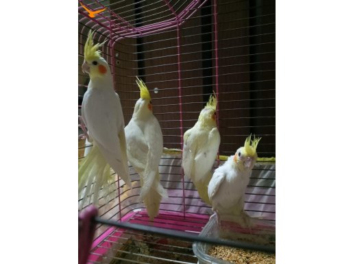 Yavru sultan papağanı tamamen evcil 