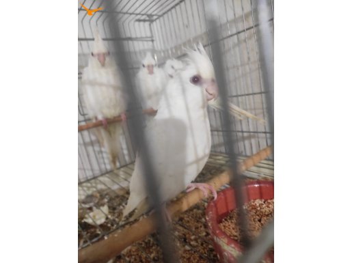 Yeni yeme düşen sultan papağanı yavruları