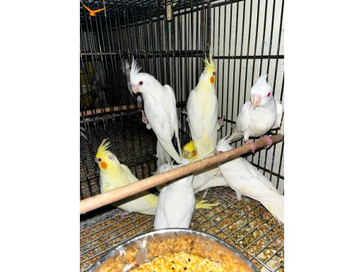 Yeni yeme düşmüş sultan papağanı evcil 